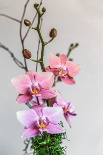 orchidees09